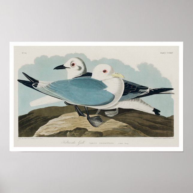 Kittiwake Gull par Audubon Poster (Devant)