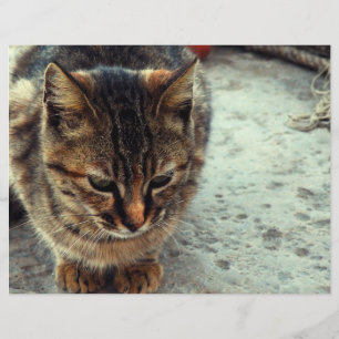Kitty
