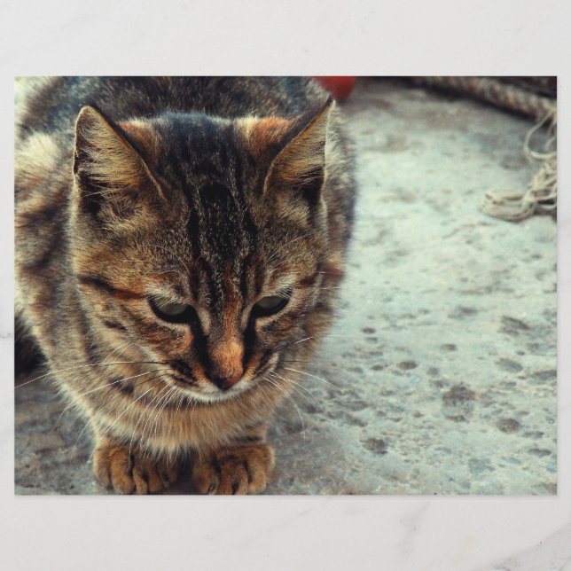 Kitty (Devant)