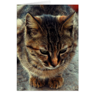 Kitty