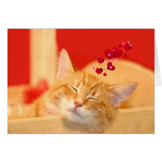 Kitty amour même dans les rêves