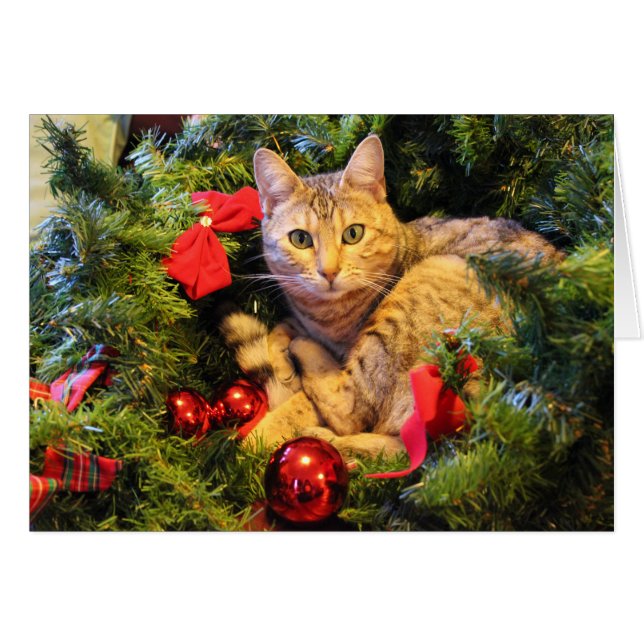 Kitty dans l'arbre de Noël (Devant horizontal)
