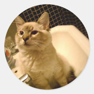 kitty dans l'évier autocollant