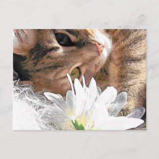 Kitty de carte postale