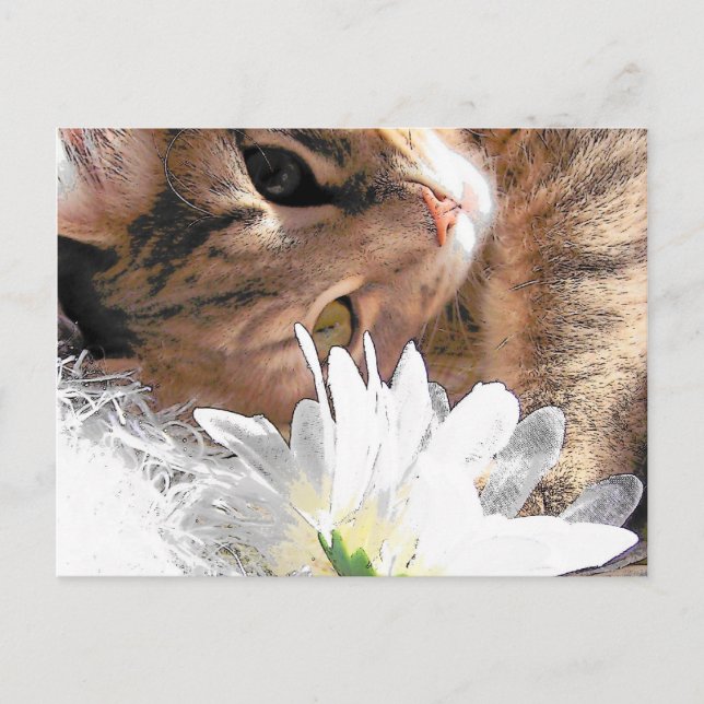 Kitty de carte postale (Devant)