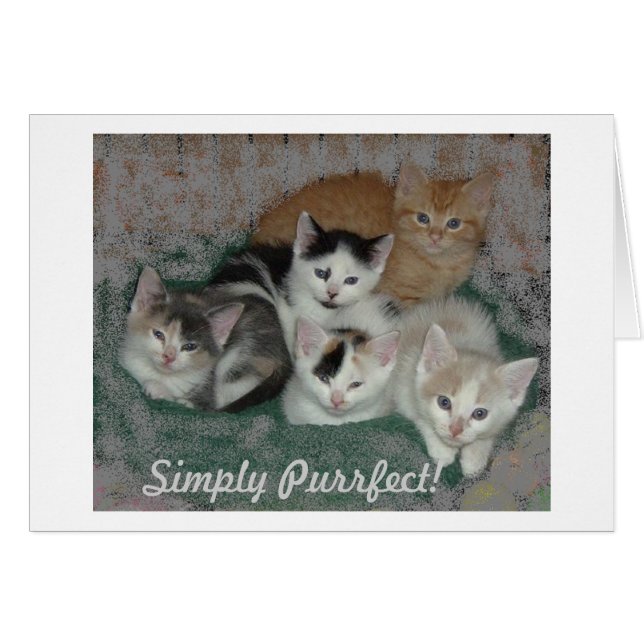 Kitty Love (Devant horizontal)