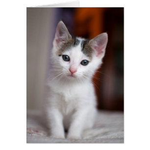 Kitty repéré par blanc