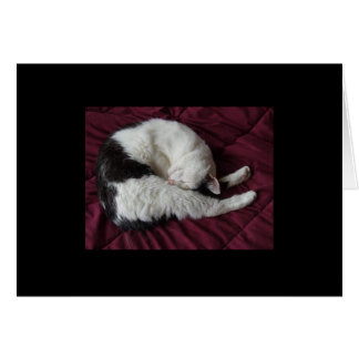 Kitty Yoga