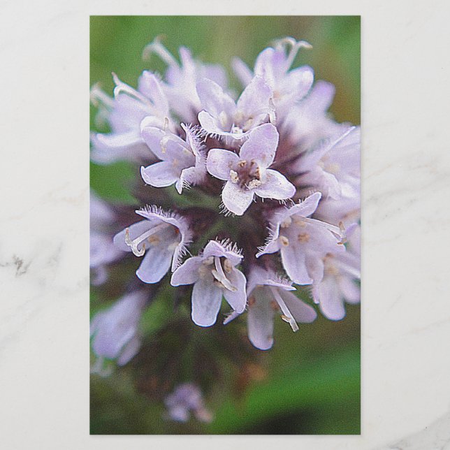 Kleine lila Blüten (Devant)