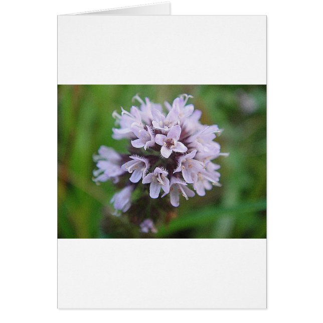 Kleine lila Blüten (Devant)