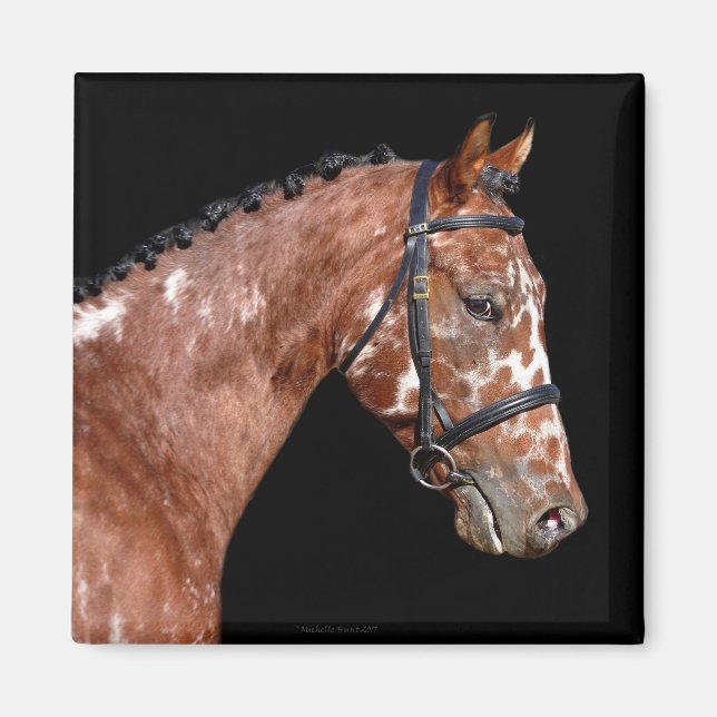 Knabstrupper Stallion Horse Magnet (Devant)