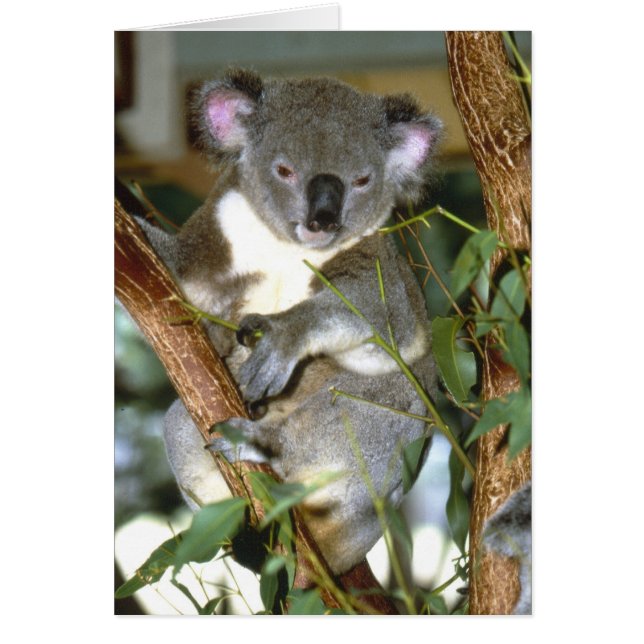 koala2 (Devant)