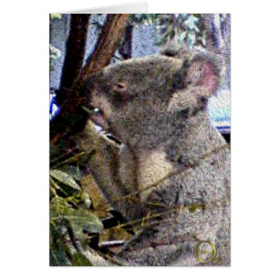 Koala adorable