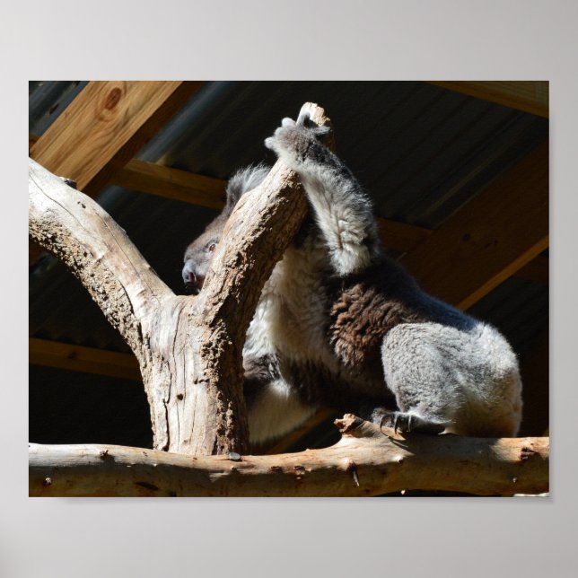Koala Bear Dans Cubby House, Poster (Devant)