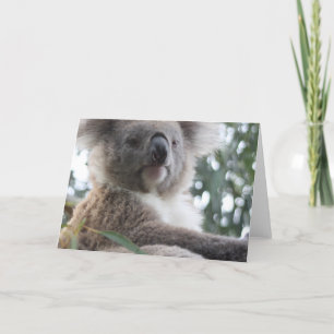 Koala Bear Facts Cartes de voeux