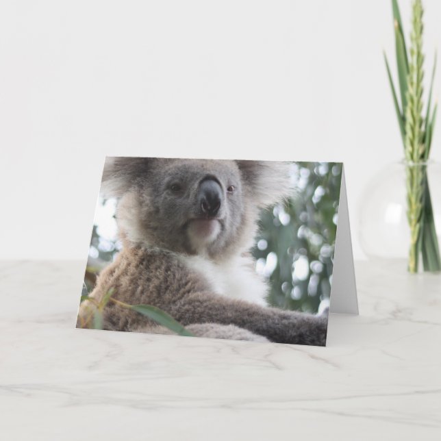 Koala Bear Facts Cartes de voeux (Devant)