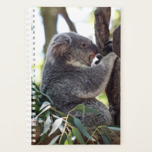 Koala Bear Planificateur hebdomadaire/mensuel