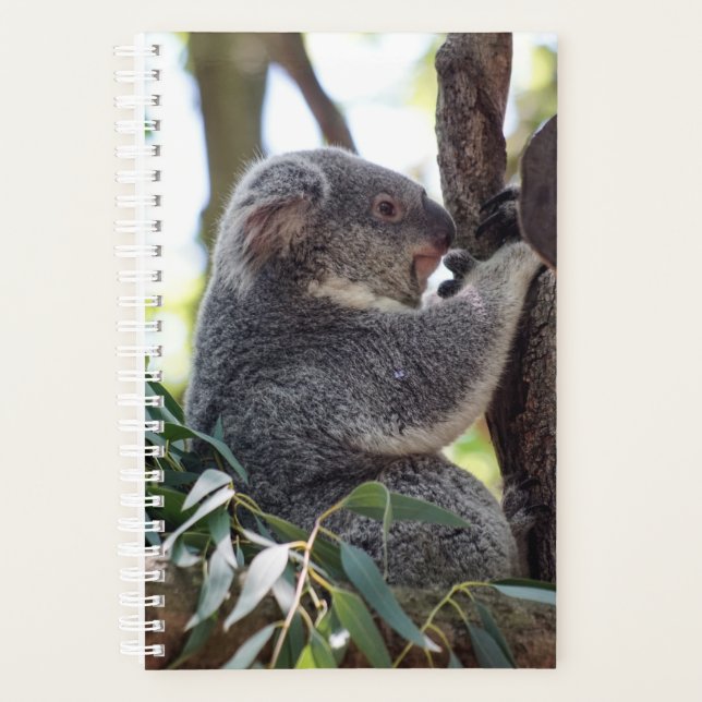 Koala Bear Planificateur hebdomadaire/mensuel (Devant)