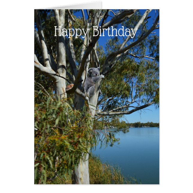 Koala Bear Sleeping In Gum Tree, Birthday (Devant)