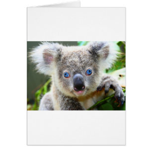 Koala Bears