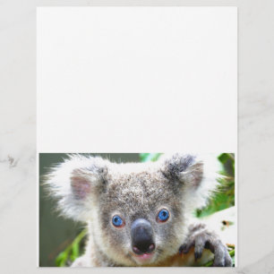 Koala Bears