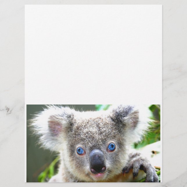 Koala Bears (Devant)