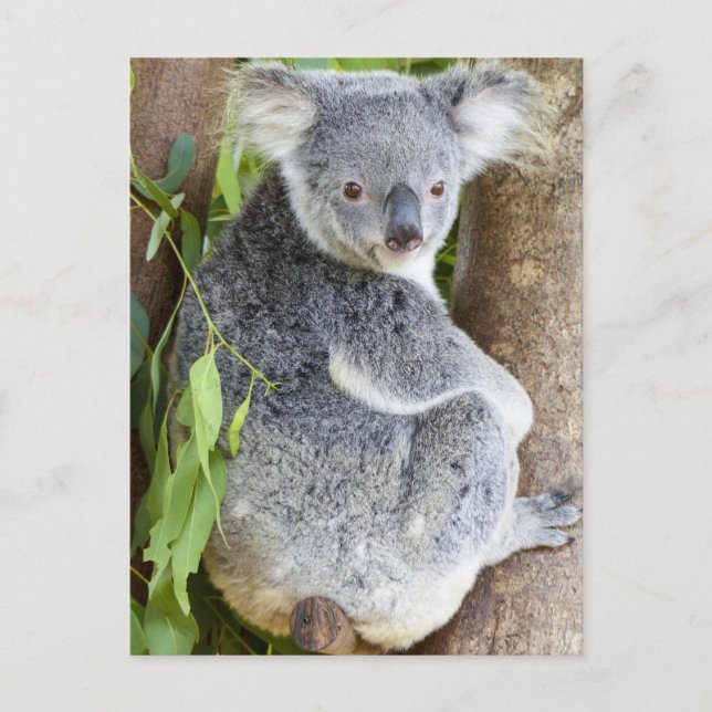 Koala dans une carte postale photo d'arbre (Devant)