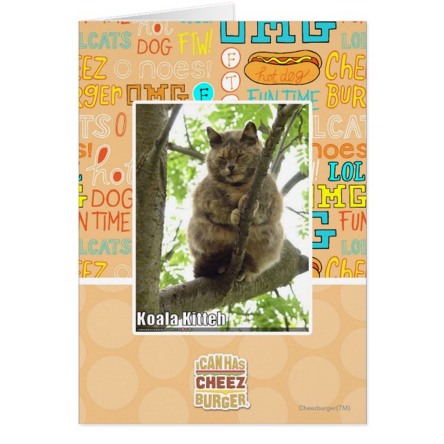 Koala Kitteh (Devant)