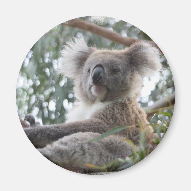 Koala Magnet (Devant)