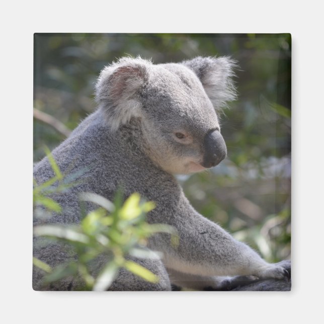 Koala Magnet (Devant)