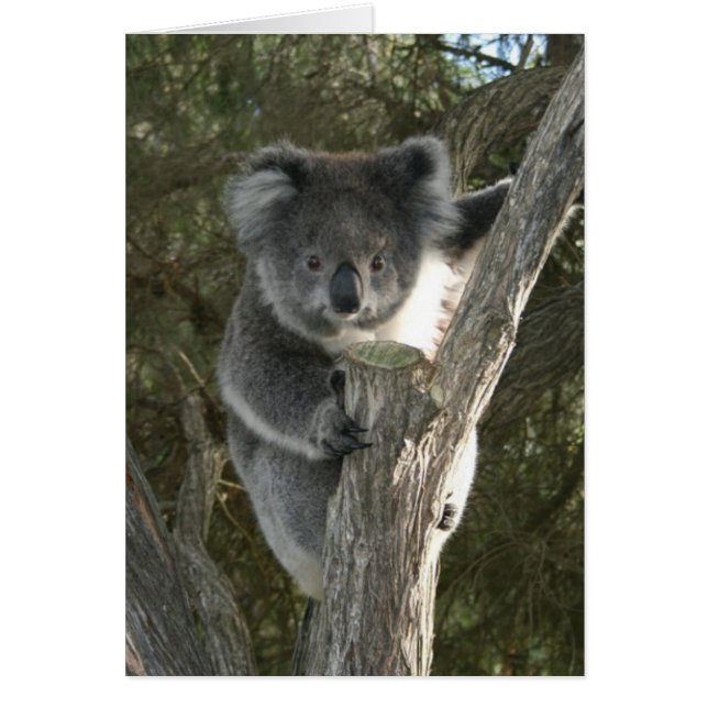 Koala mignon grimpant à un arbre (Devant)