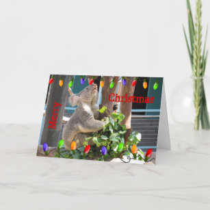 Koala se préparant à la carte de Noël
