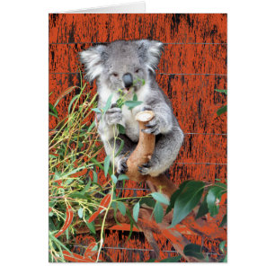 Koala Snack Time
