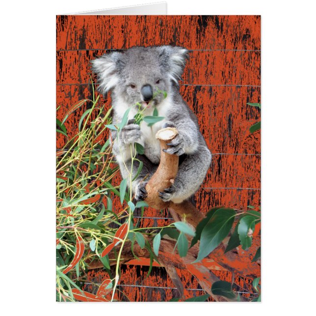 Koala Snack Time (Devant)