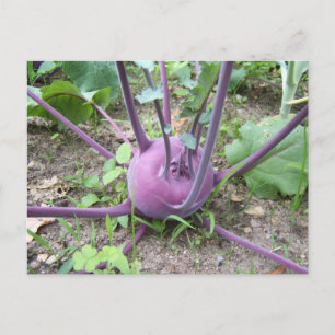 Kohlrabi ~ carte postale