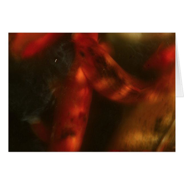 Koi (Devant horizontal)