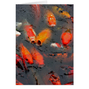 Koi