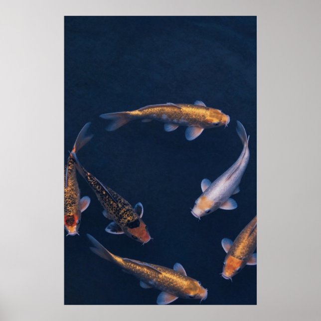 Koi Fish in Deep Blue Water Zen Poster (Devant)
