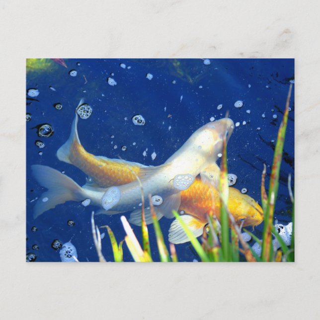 koi japonaise dans l'étang carte postale (Devant)