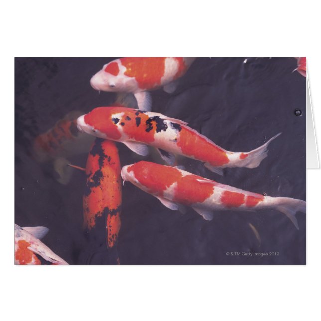 Koi piscine (Devant horizontal)