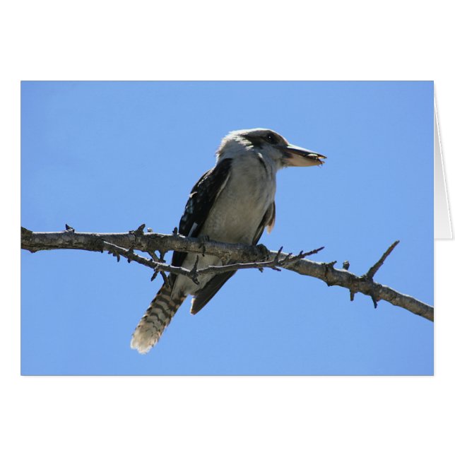 Kookaburra (Devant horizontal)