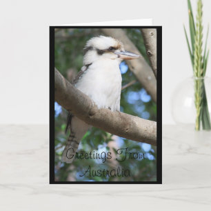 Kookaburra salue la carte de voeux australienne