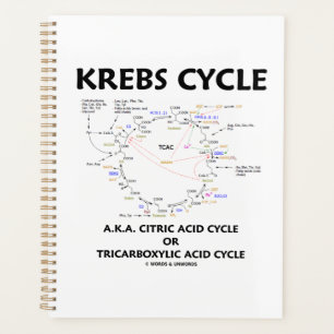Krebs Cycle A.K.A. Cycle Citrique Acide Tricarboxy