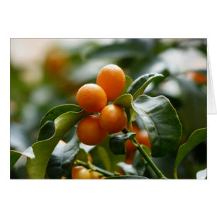Kumquats sur Kumquat Tree Branch