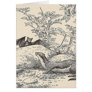 La batte et le vison