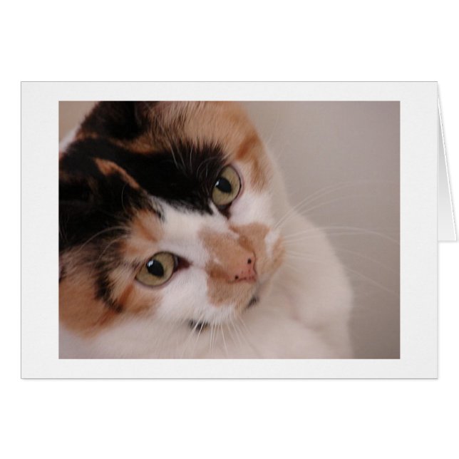 La beauté de Calico (Devant horizontal)