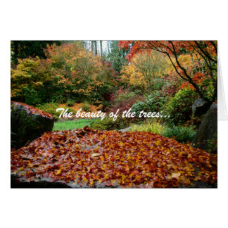 La beauté des arbres…