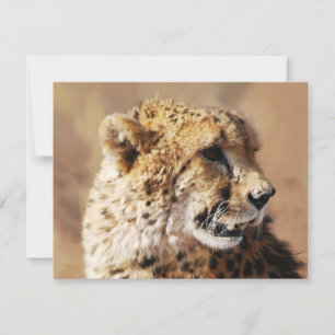 La beauté des guépards en Afrique