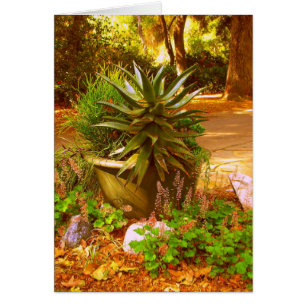 La beauté du désert