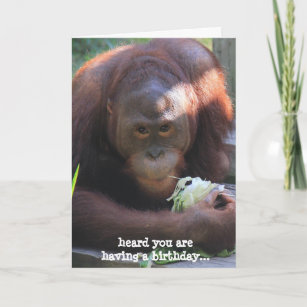 Cartes Drole Singe D Anniversaire Zazzle Fr